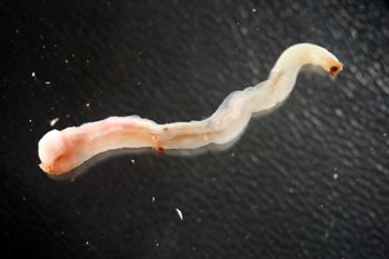 Media type: image; Malacology 383273